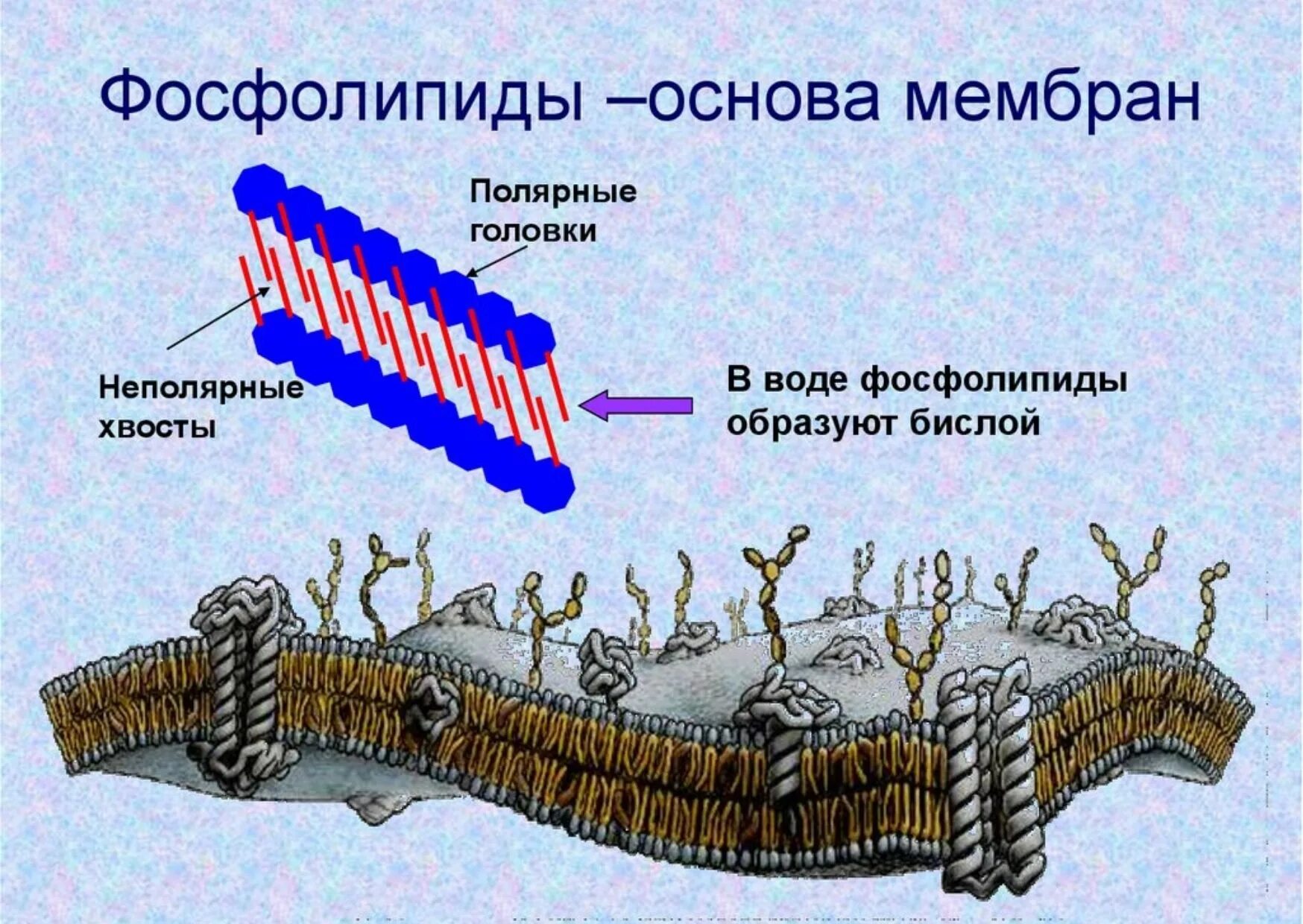 Синтез липидов мембраны. Фосфолипиды мембраны строение. Строение фосфолипидов в мембране. Строение фосфолипидов клеточной мембраны. Фосфолипиды в мембране рисунок.