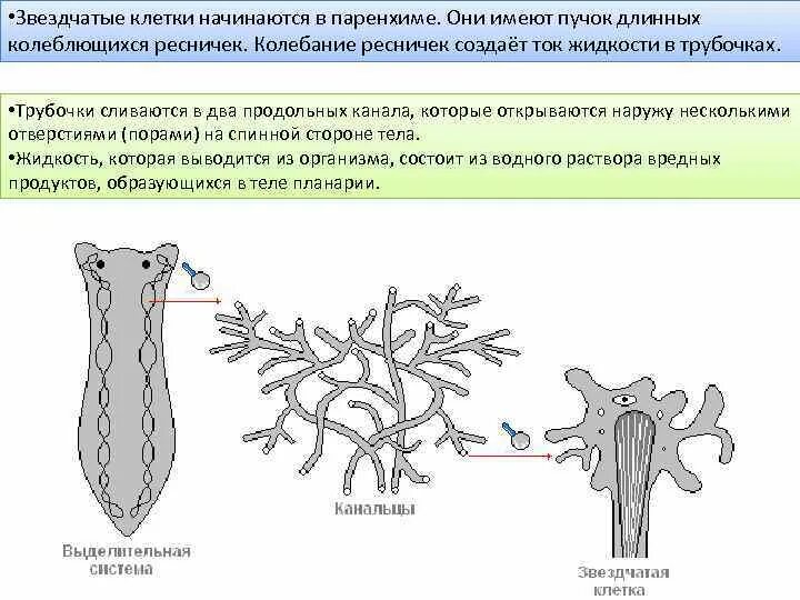 Звездчатые клетки черви