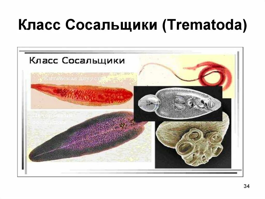 Тип плоские черви класс сосальщики. Сосальщики черви представители. Класс сосальщики (Trematoda). Представители червей класса сосальщики. Отличия сосальщиков