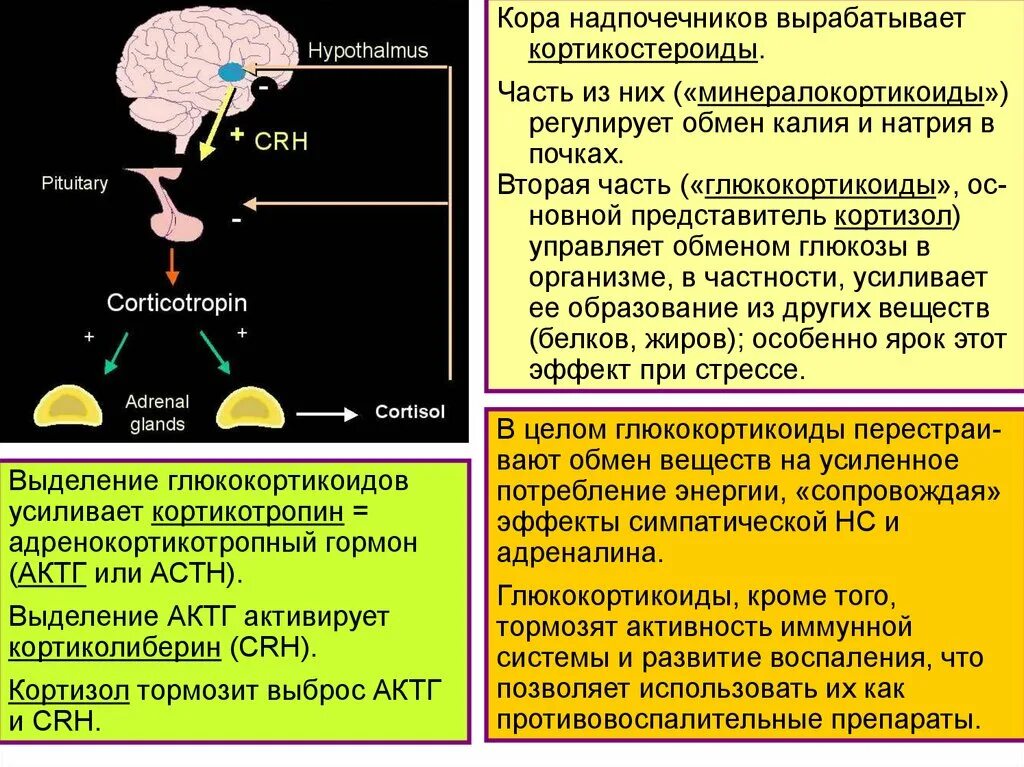 Гормоны надпочечников гормон гипофиза. Гормоны коры надпочечников. Синтез гормонов коры надпочечников. Гормональная регуляция кортизола. Глюкокортикоиды функции гормона.