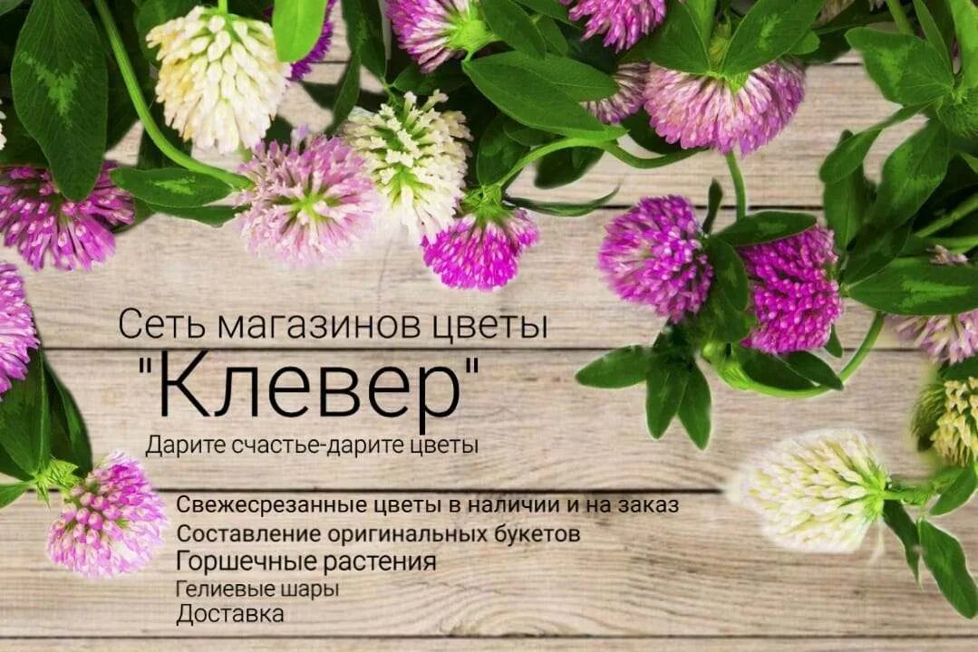 Клевер чита цветы
