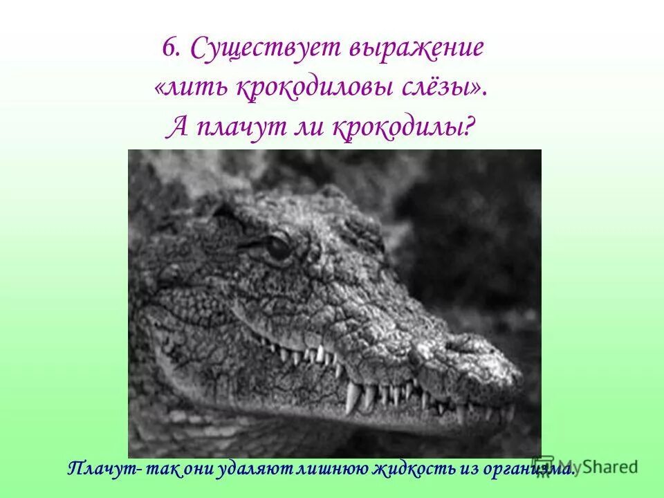 Крокодиловы слёзы. Почему крокодилы плачут. Крокодиловы слёзы значение фразеологизма. Крокодильи слезы значение. Крокодиловы слезы что хотел сказать автор читателю