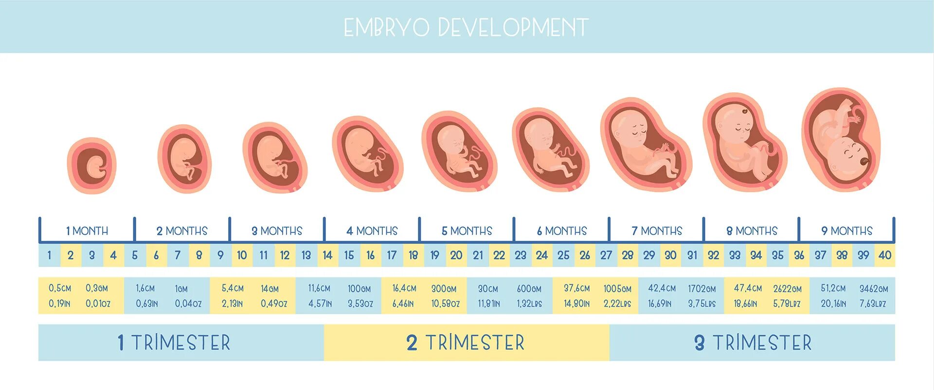 Возраст первой беременности. Этапы развития плода. Этапы беременности. Эмбрион по неделям беременности. Развитие плода по месяцам фото.