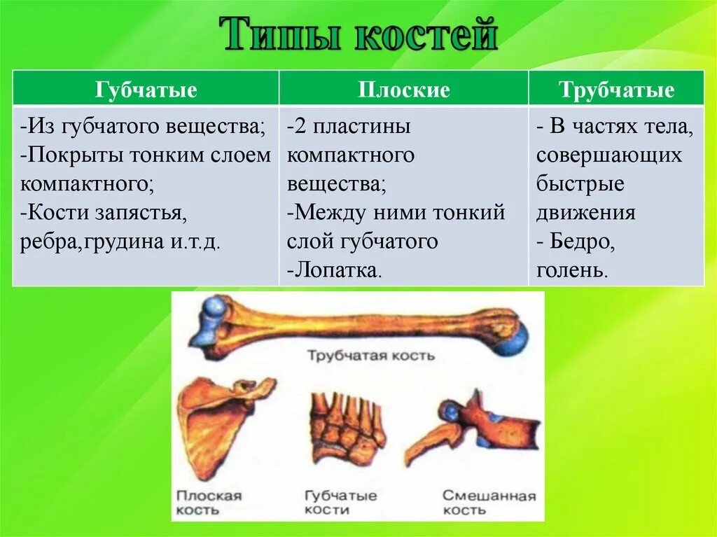 Типы костей трубчатые губчатые плоские смешанные. Трубчатая и губчатая кость. Губчатые, трубчатые, плоские, смешанные).. Трубчатые губчатые и плоские кости 8 класс. Трубчатые это какие