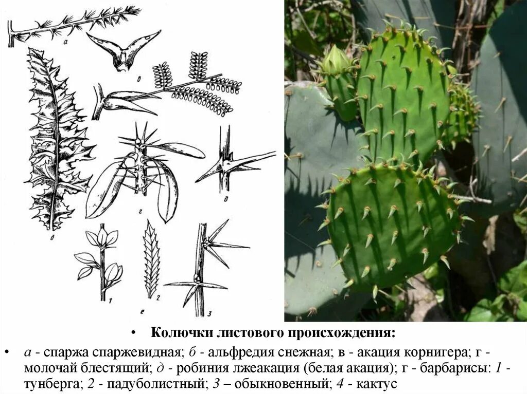 Акация корнигера колючки. Молочай корнигера. Колючки листового происхождения спаржа спаржевидная. Колючки побегового и листового происхождения.