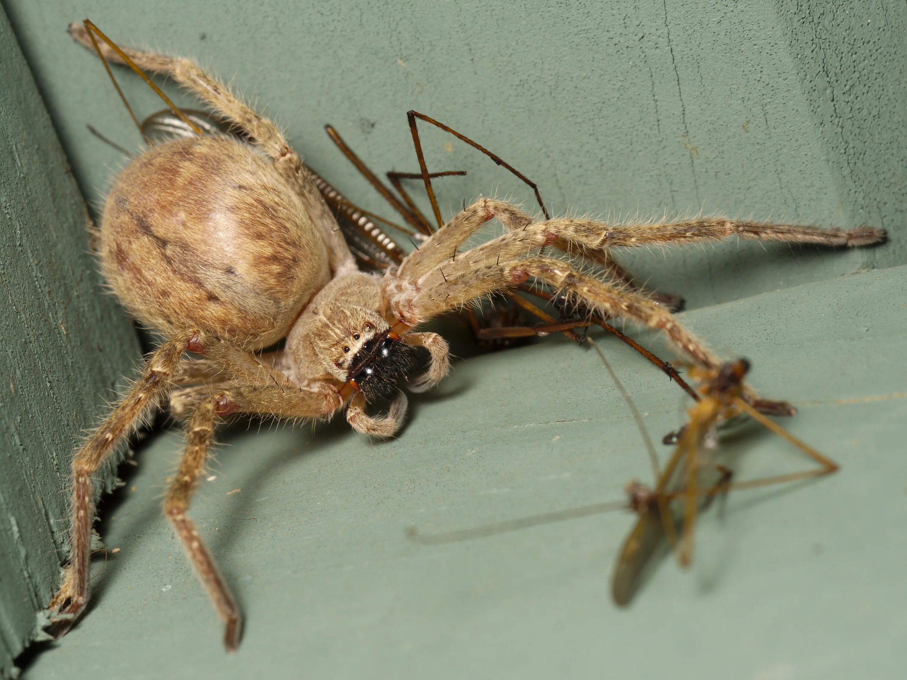 Huntsman spider. Паук huntsman spider. паук хантсмен австралии. паук-егерь (huntsman spider). паук delena cancerides.