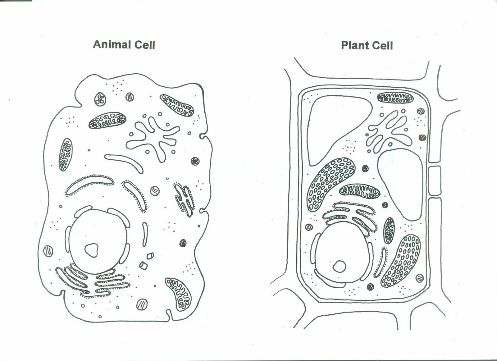 Строение растительной клетки рисунок с подписями. Схема живой и растительной клетки. Простая схема строения растительной клетки. Схема строения растительной клетки рисунок с подписями.