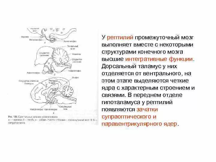 Мозг у рептилий функции. Какую функцию выполняет промежуточный мозг у рептилий. Промежуточный мозг у рептилий функции. Отделы мозга рептилий. Головной мозг пресмыкающихся.