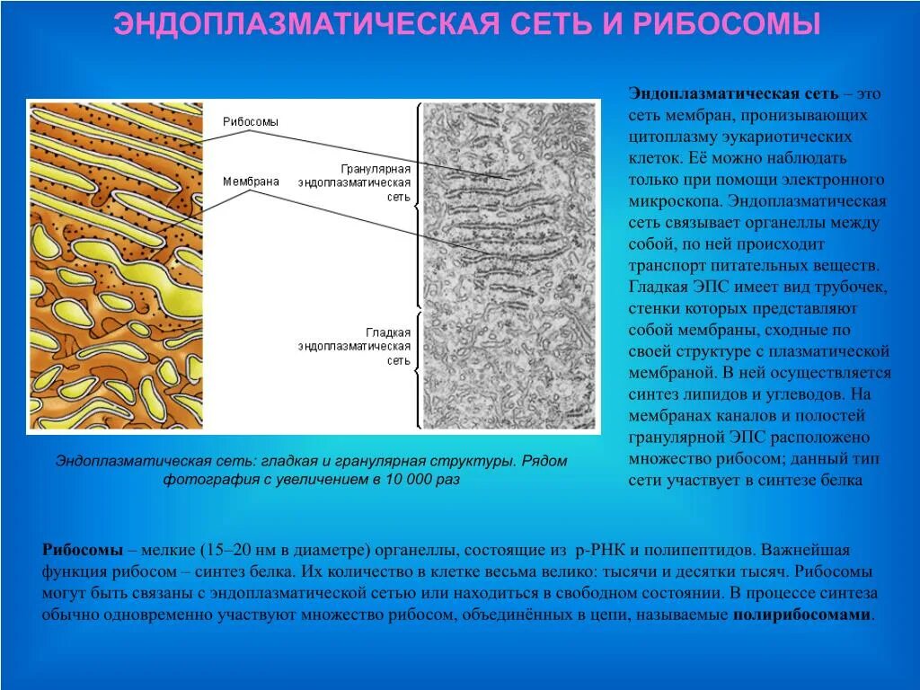Эндоплазматическая сеть имеющая рибосомы. Эндоплазматическая сеть и рибосомы строение. 2. Гранулярная эндоплазматическая сеть это. Эндоплазматический ретикулум растительной клетки.