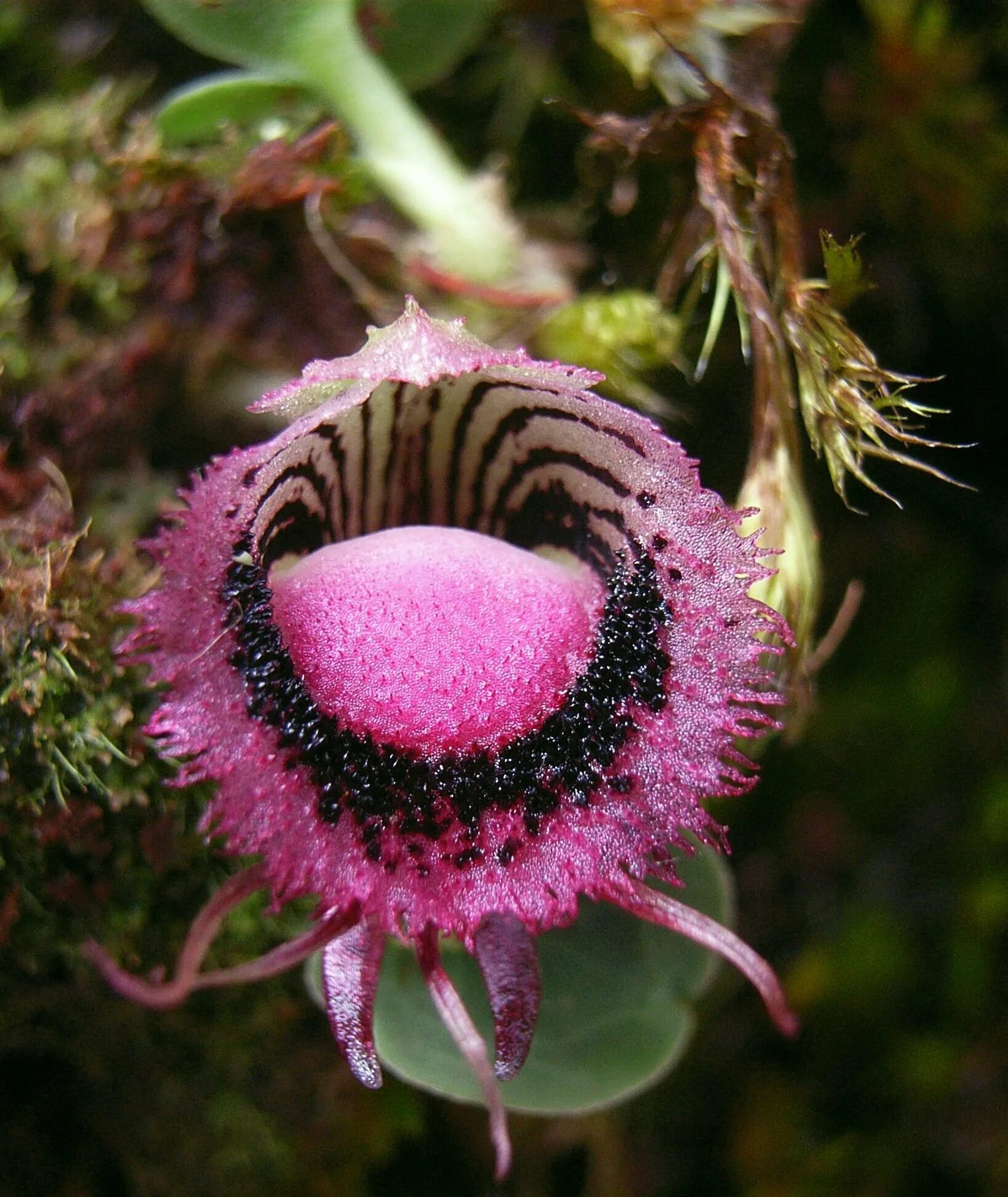 Необычные красивые названия цветов. Corybas орхидея. экзотические цветы. редкие цветы. необычные цвета.
