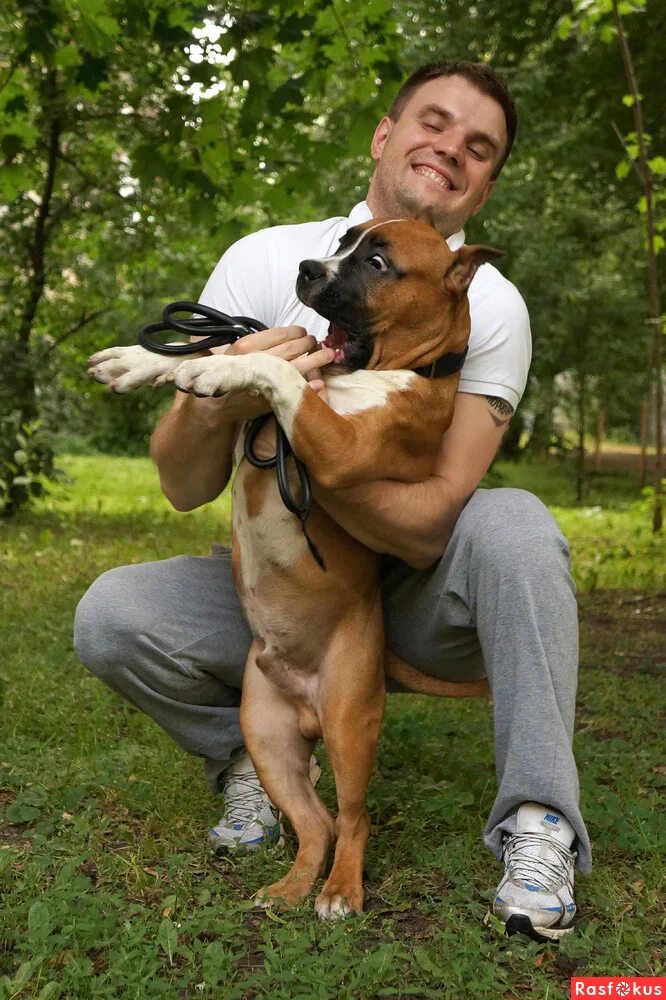 американский стаффордширский терьер и питбуль. американский стаффордширский терьер. владельцы стаффордширских терьеров. американский стаффордширский терьер. американский стаффордширский терьер.