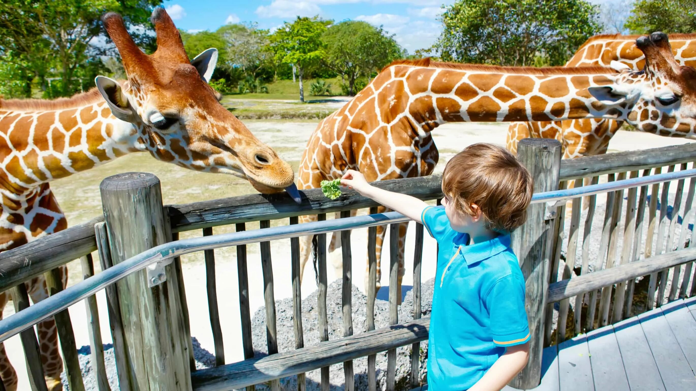 Zoo child. Сафари парк Дубай. Дубай зоопарк сафари. Московский зоопарк сафари парк. Дубай сафари парк верблюд.