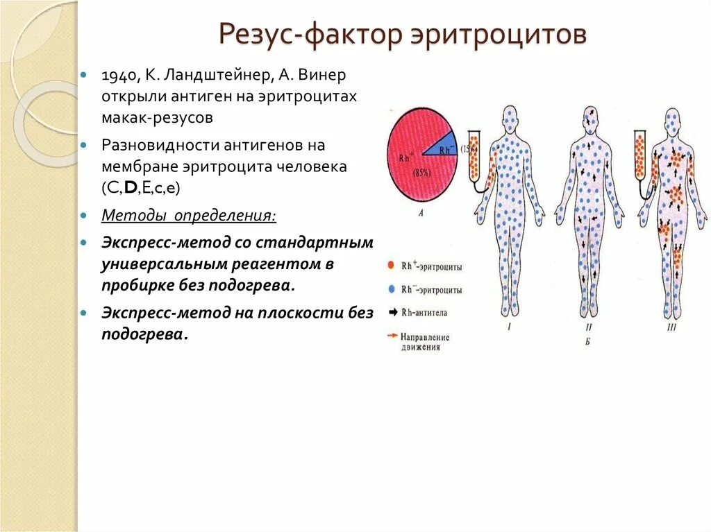 Резус фактор на эритроците