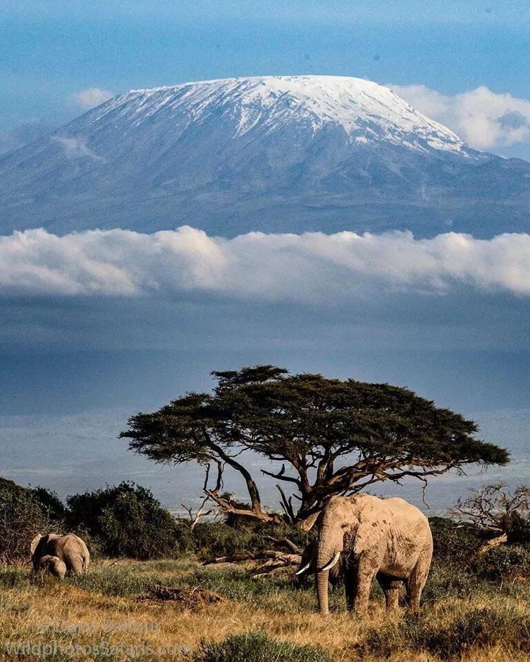 Африка самый высокий. Килиманджаро Танзания. Вулкан Килиманджаро. Гора в Африке Килиманджаро. Танзания вулкан Килиманджаро.