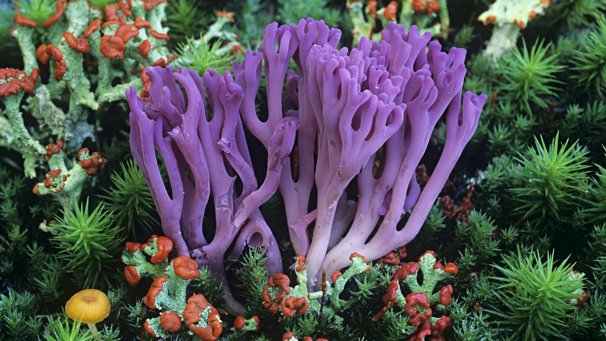 Коралловые полипы рифы. Красный коралл россо. Коралл горгонария оранжевый веер. Кораллы уход. Кораллы уход.