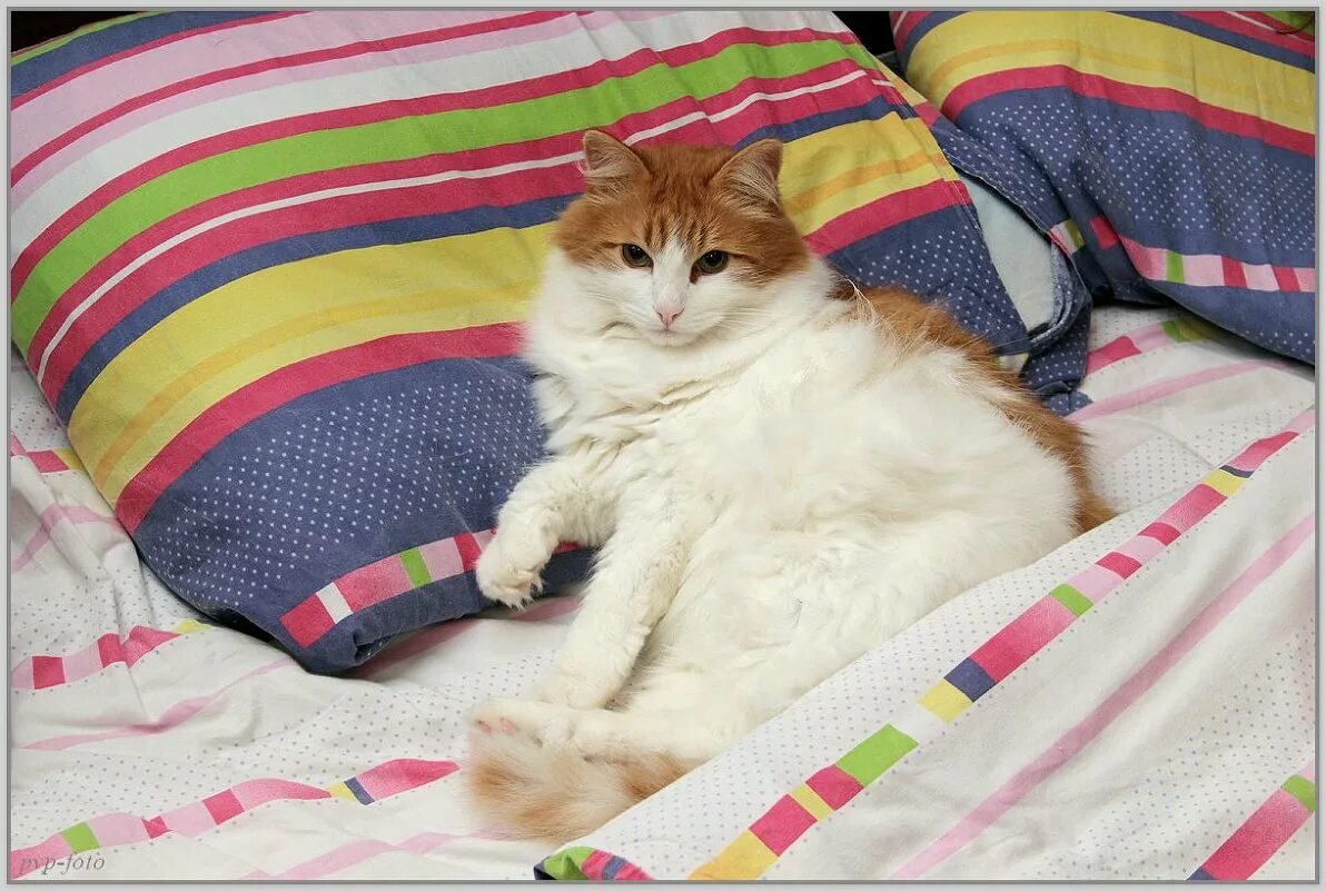 Кошка марсик. Кот дома марсик и васька. Кошка наводит марафет. Кот дома марсик и васька. Кот марсик.