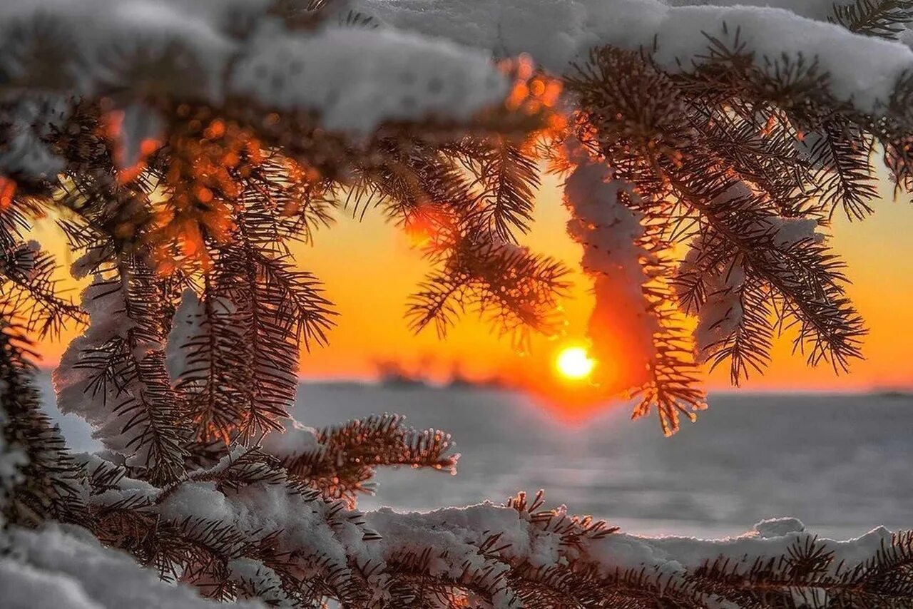 Новогодняя природа. Зимние обои. Сказочная зима. Зимний рассвет. Закат в зимнем лесу.