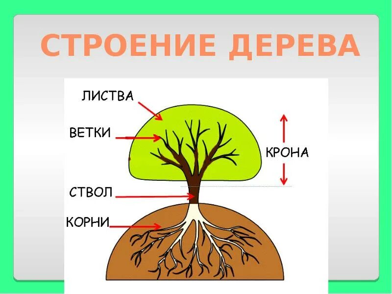 Какое внутреннее строение дерева или кустарника
