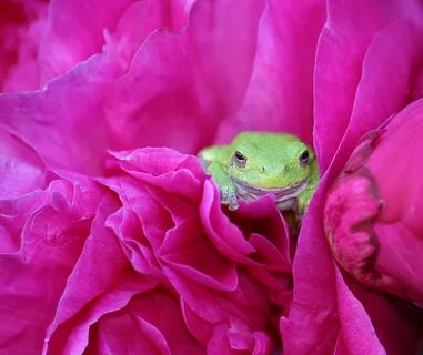 Pink green