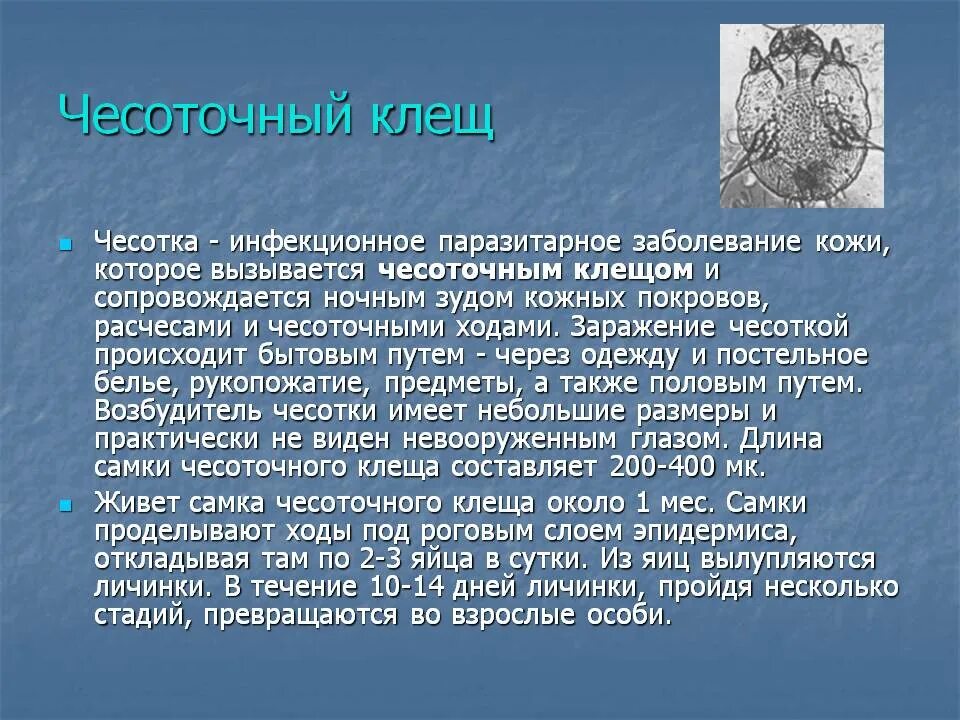 Сколько живет чесоточный. Чесоточный клещ сообщение. Чесоточный зудень характеристика.