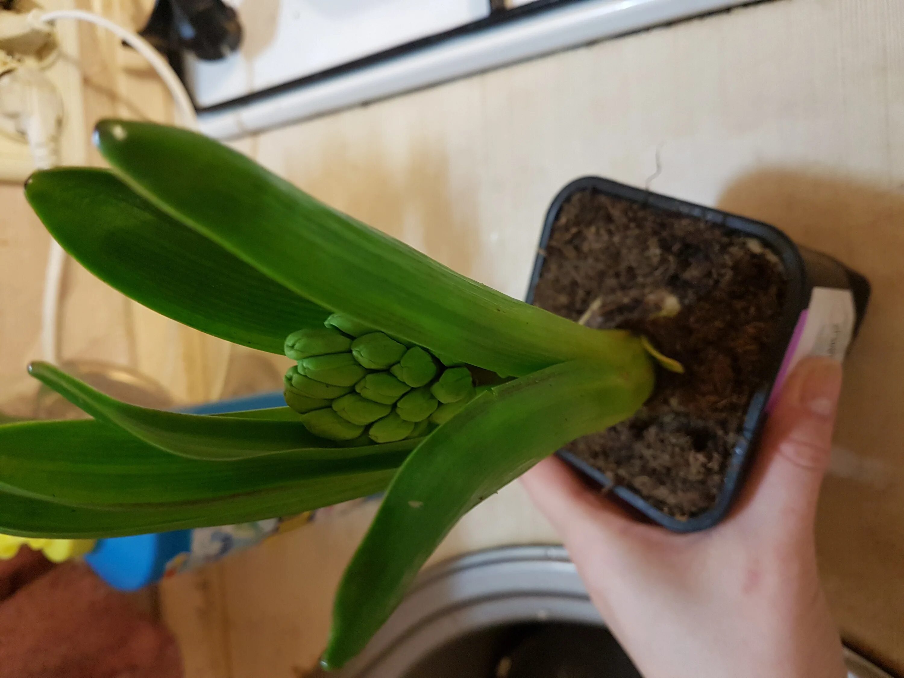гиацинт пересадка после магазина. гиацинт пересадка после магазина. гиацинт полив. гиацинт амариллис. гиацинты в маленьких горшочках.