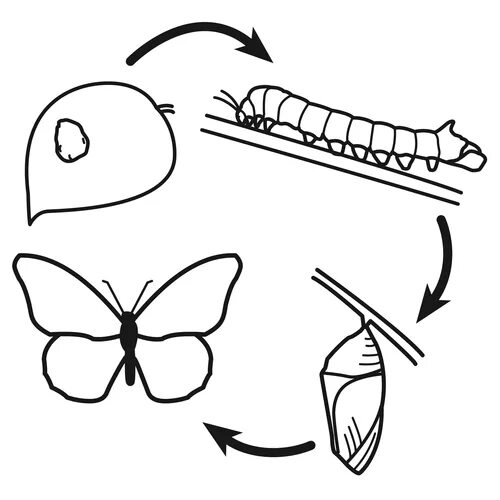 Развитие бабочки схема. Стадии развития бабочки крапивницы. Цикл развития бабочки схема. Стадия развитиии бабочки крапивницы. Жизненный цикл бабочки куколки.