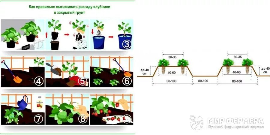 Посадка клубники расстояние между кустами и рядами. Схема посадки земляники в открытом грунте. Схема посадки ремонтантной земляники в открытом грунте. Схема посадки рассады земляники. Схема посадки клубники в открытом грунте.