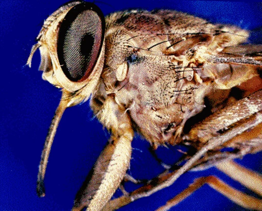 Tsetse fly. Муха ЦЕЦЕ. Муха ЦЕЦЕ под микроскопом. Муха ЦЕЦЕ глаза. Африканская Муха ЦЕЦЕ.