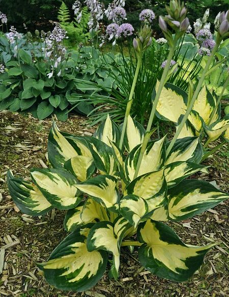 хоста буллет пруф. хоста дарк грин. хоста грин экспектейшнс. хоста фрэнсис вильямс. хоста броуд стрит.