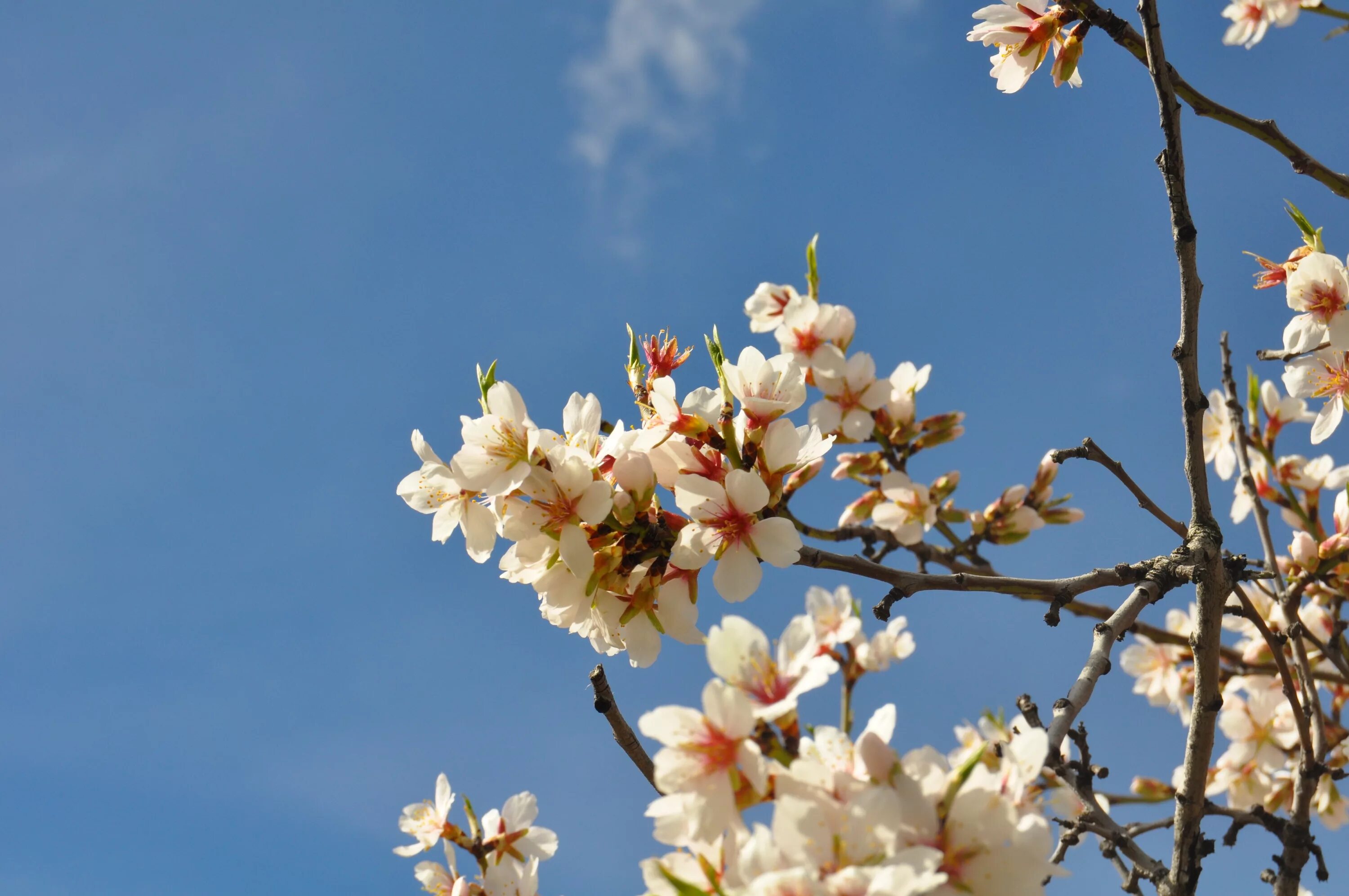 Цветущий миндаль дерево. Миндальное дерево в цвету. Primavera цветы миндаля. Миндаль дерево цветение.