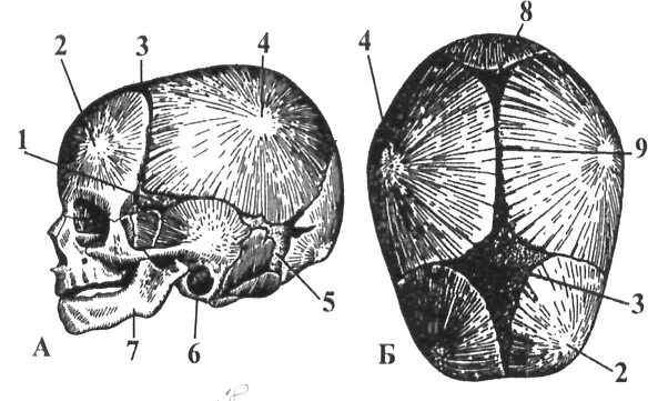 Роднички черепа анатомия. Кости черепа новорожденного. Скелет головы швы черепа роднички. Роднички у новорожденных анатомия.