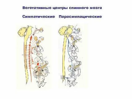 Вегетативные центры спинного