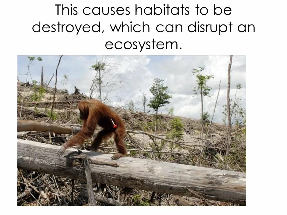 Loss of biodiversity презентация. Natural habitat. Types of habitats. Habitat loss. Loss of natural habitats перевод.