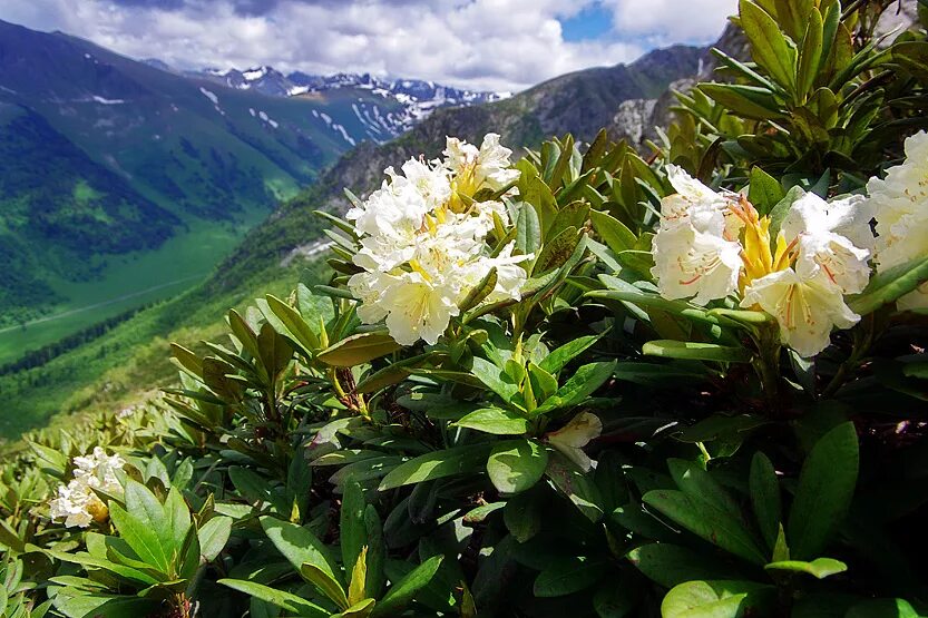 листья саган дайля рододендрон. рододендрон заваривать. саган дайля рододендрон адамса семена. рододендрон заваривать. рододендрон саган дайля.