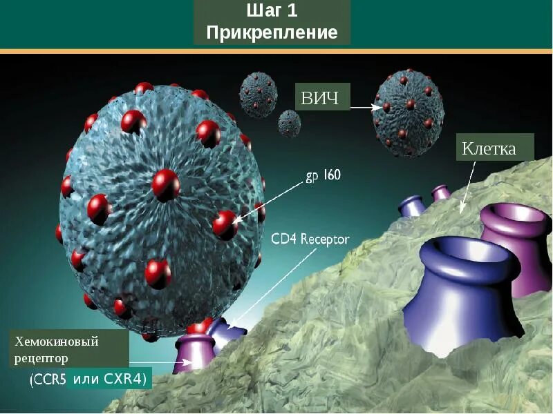 Cd4 Рецептор. Cd4 клетки. Строение вируса ВИЧ. Т клетки и вирус. Поражаемые структуры спида