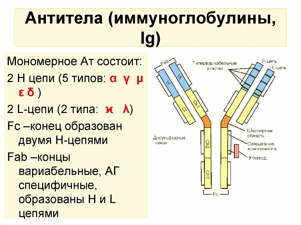 Выработка организмом антител. Антитела класса иммуноглобулинов. Типы антител (иммуноглобулинов). Антитела схема классификация. Строение антитела цепи.