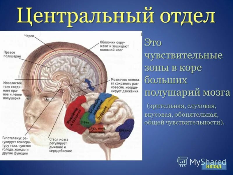Обонятельный анализатор отдел головного мозга. Расположение головного мозга. Расположение головного мозга в черепе. Центральный отдел.