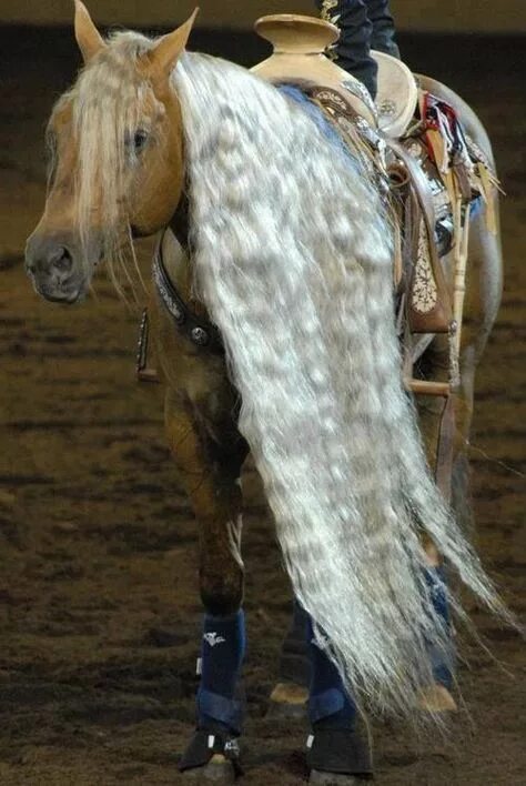 Pin by Johnny Blue on Equus Equus, Best friends, Horses