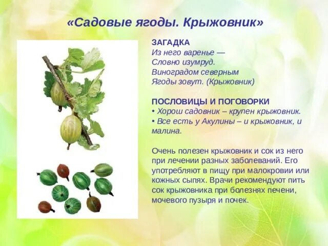 Крыжовник польза для здоровья. Чем полезен крыжовник. Крыжовник культурное растение. Чем полезно крыжовник. Описание листья крыжовника.