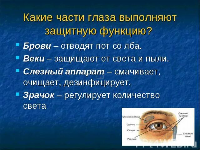 Веки выполняют функцию защитную. Защитную функцию глаза выполняет. части глаза выполняющие защитную функцию. какие структуры глаза выполняют защитную функцию. какую функцию выполняет зрачок глаза.