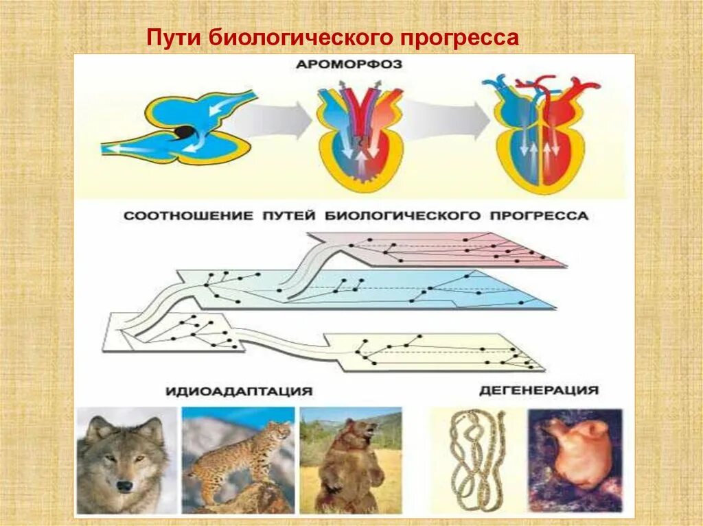 Основные пути достижения биологического прогресса примеры. Виды биологического прогресса. Основные направления эволюции. Ароморфоз рисунок. Биологический Прогресс примеры.