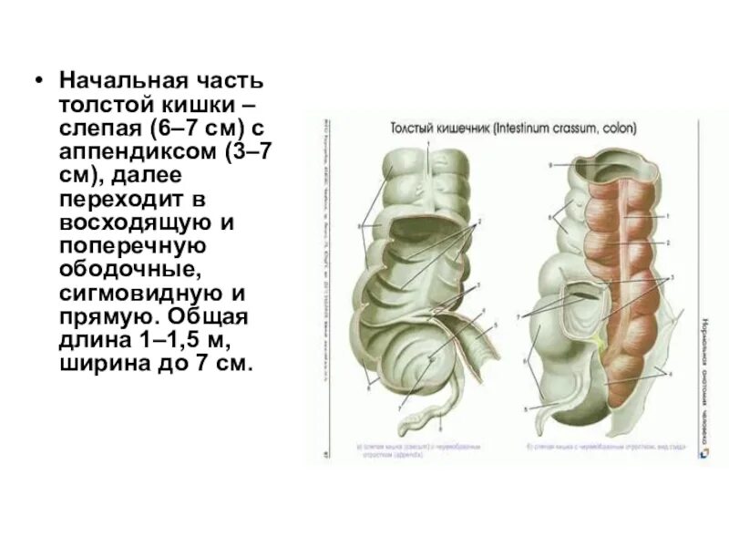 Части толстой