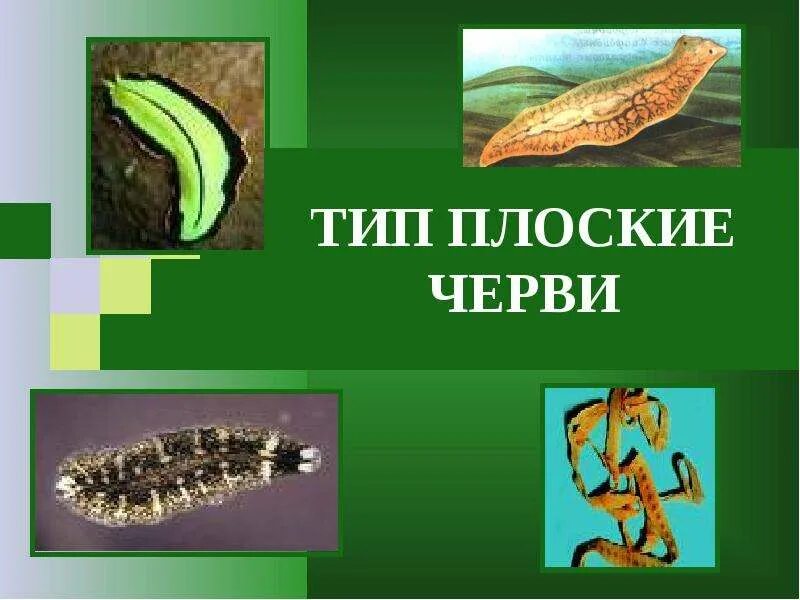 Технологическая карта по теме плоские черви Значение в природе плоских червей: найдено 89 изображений