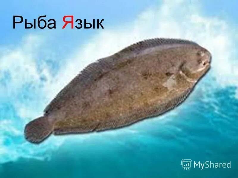 Морской язык рыба. Европейская солея пангасиус. Европейская солея. Европейская солея европейский морской язык. Европейская солея европейский морской язык.