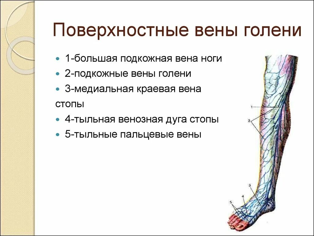 Большая подкожная Вена ноги (Vena saphena Magna). Подкожная Вена нижней конечности анатомия. Краевая Вена медиальная нижних.конечностей. Большая подкожная Вена голени анатомия. Правая подкожная вена