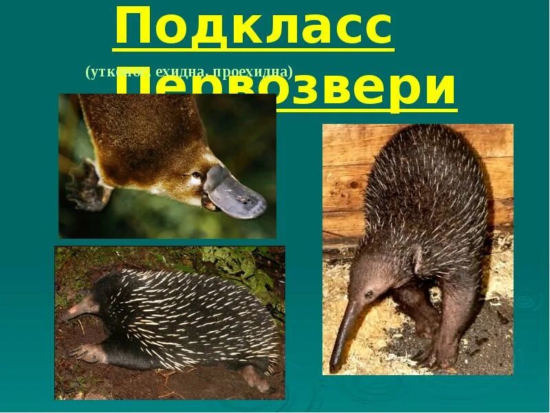 Почему яйцекладущие и сумчатые сохранились в основном. Первозвери яйцекладущие. первозвери сумчатые. утконос ехидна и проехидна. первозвери проехидна.