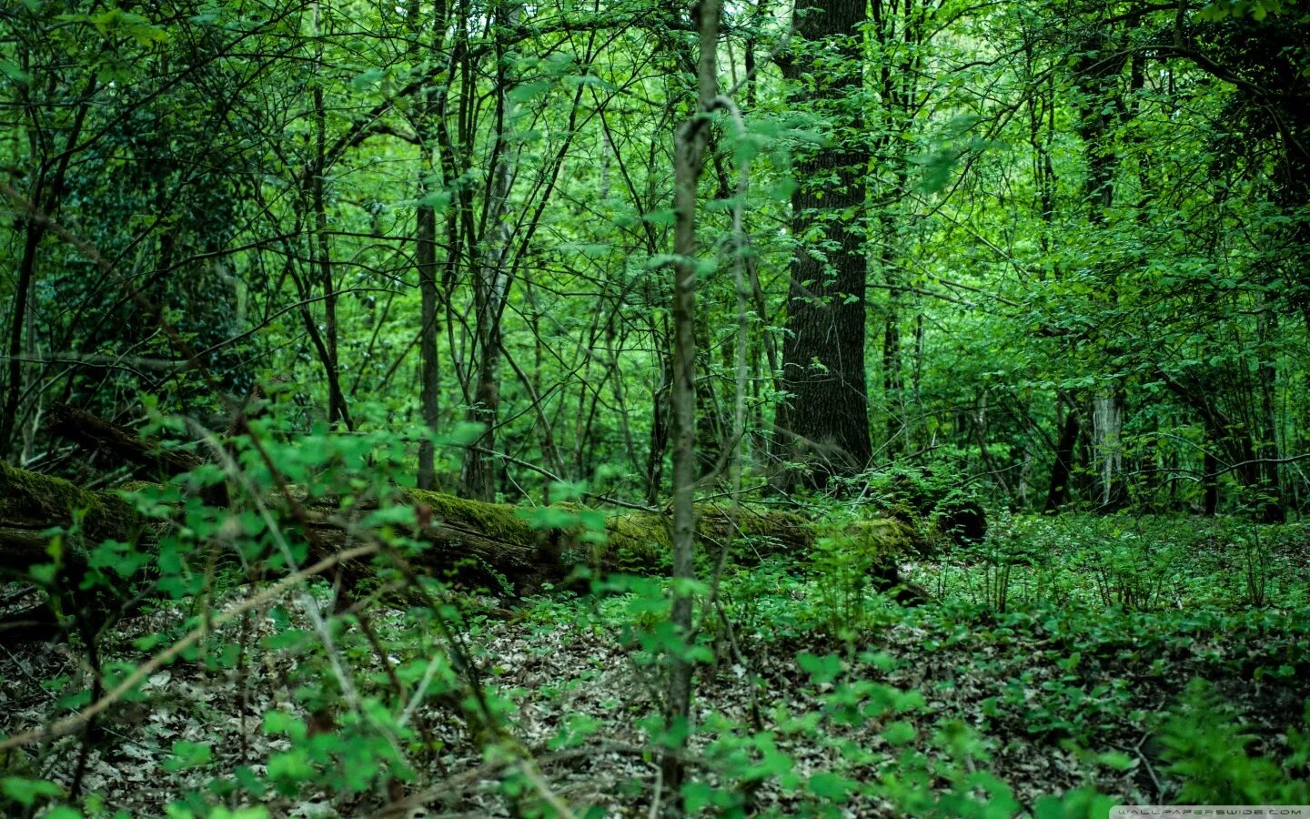 Обои на телефон зеленый лес. Forest 4 отзывы. Ue5 forest. Redwood forest ue4. Forest 4 отзывы.