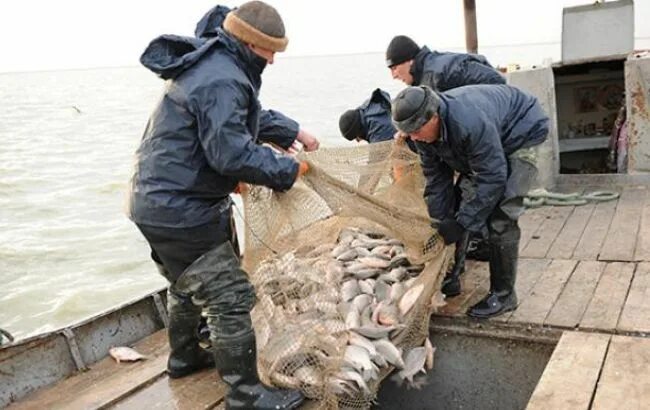 Рыбы НСО. Рыбные хозяйства Новосибирской области. Промысел пеляди на озере. Рыбное хозяйство в России и НСО.