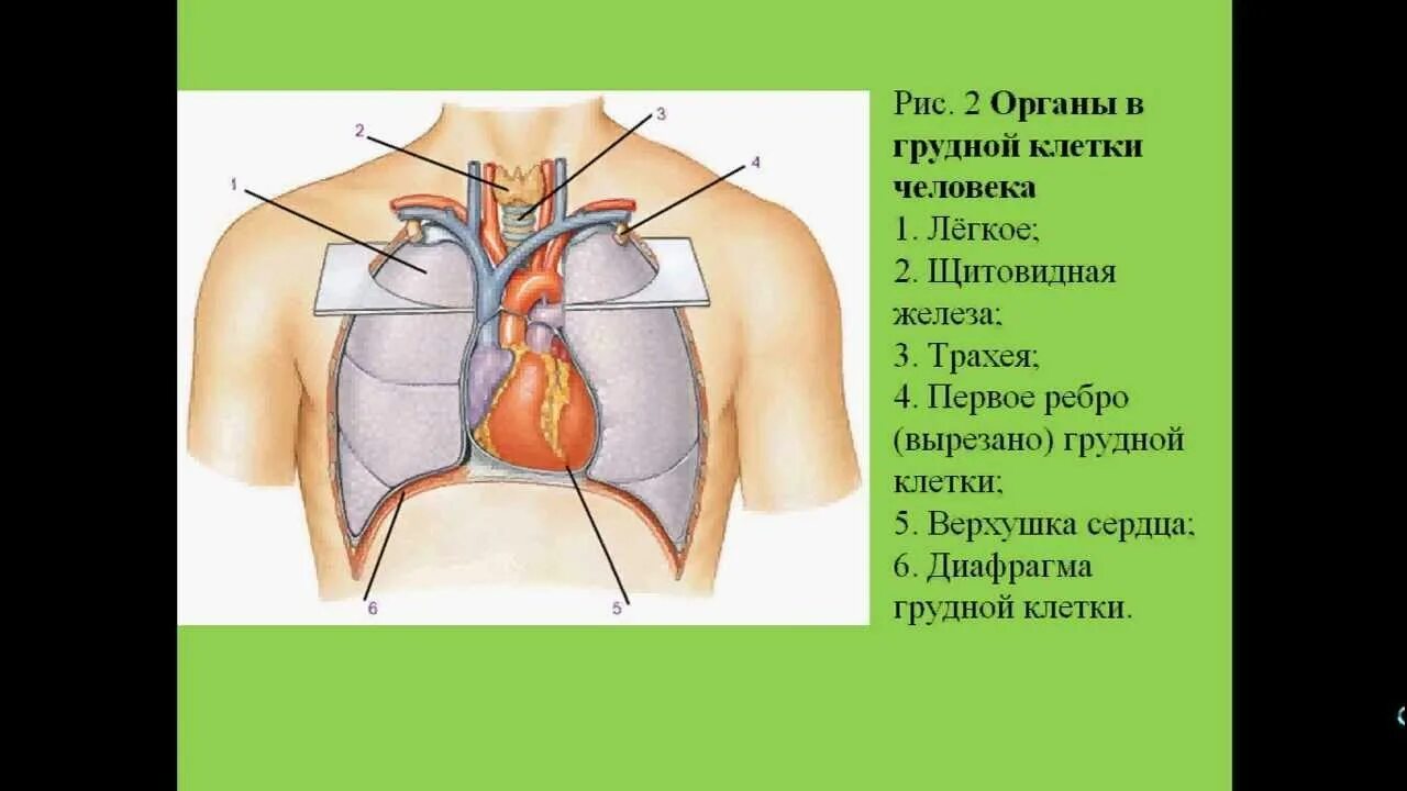 Строение органов грудной клетки. Строение органов грудной клетки человека. Строение органов грудной клетки мужчины.