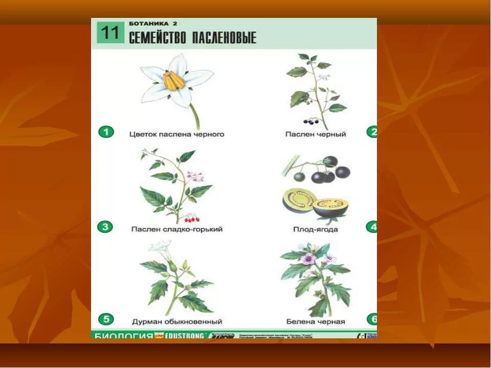 Паслён сладко-Горький схема цветка. Диаграмма цветка паслена. Семейства растений схема Паслёновые. Паслен черный семейство пасленовых. Покрытосеменные пасленовые двудольные паслен черный паслен